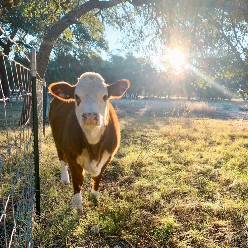 A white-faced cow beside the fence in the sunlit pasture at Flyin’ Arrow Ranch